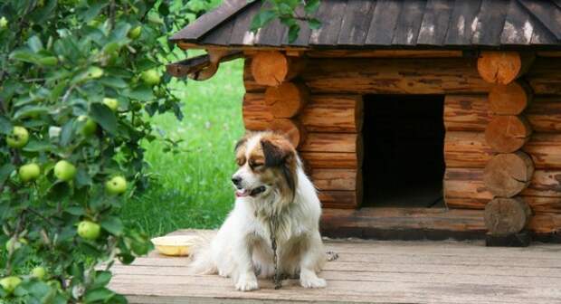 Красивые будки для собак из дерева фото