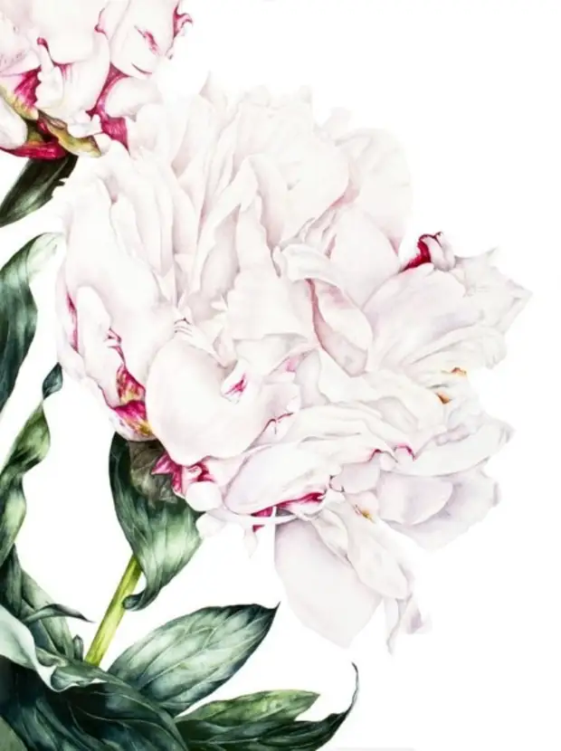 �������� Marie Burke. ��������� ��������