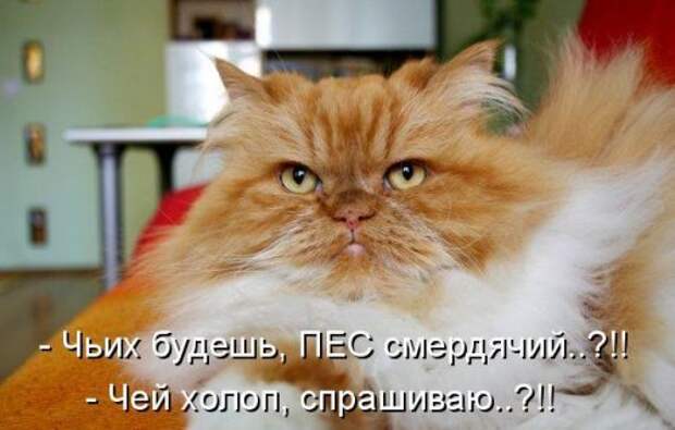 Котоматрица юморная (38 фото)