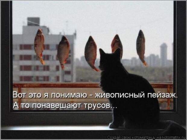 Котоматрицы (картинки с надписями)