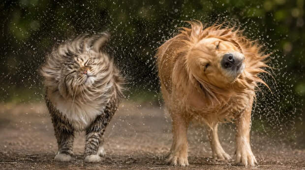 Почему кошки и собаки трясут головой: учёные объясняют рефлекс
