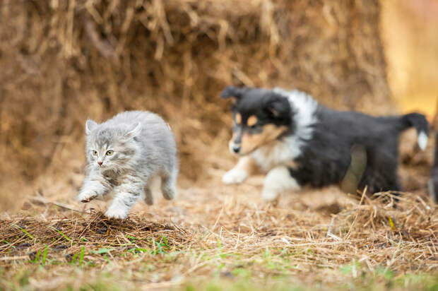 shutterstock_252034969.jpg