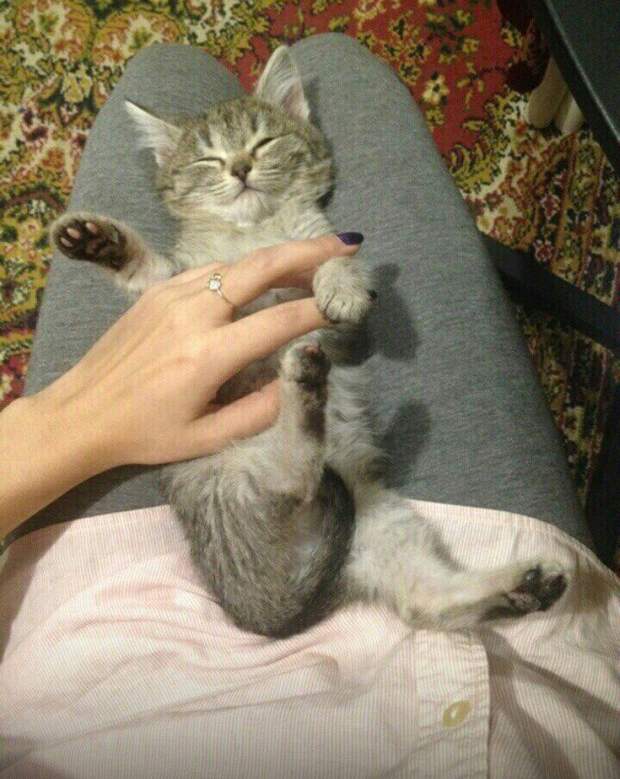 Новосибирец спас замерзшего котенка из-под колес автомобиля видео, добро, доброта, котенок