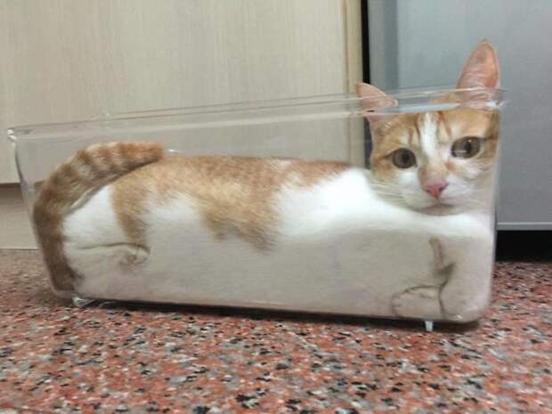 Кошки помещаются во всем