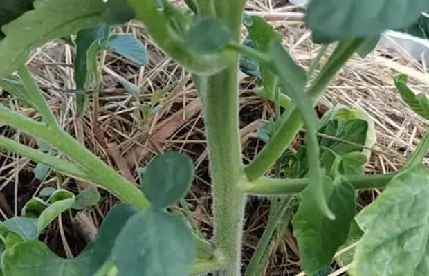 Секреты правильного пасынкования помидоров