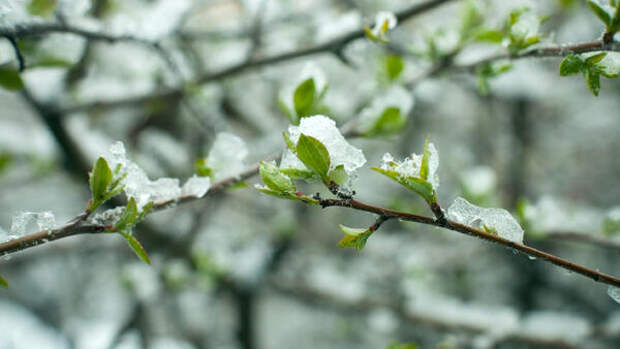 Пройдут две волны холода с заморозками и снегом: синоптик Шувалов назвал дату потепления в Москве