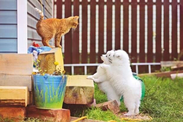 jrJoJ_qSKOc (700x469, 243Kb)