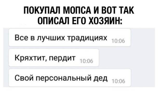 Мопс Мопс
