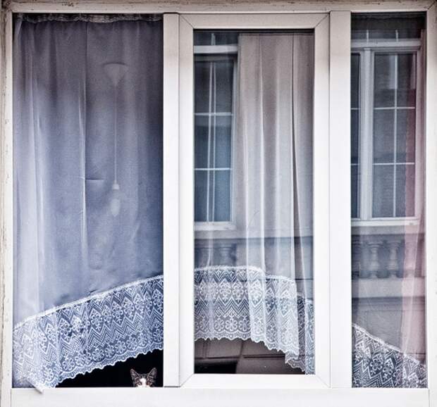 7240260-R3L8T8D-650-cat-waiting-window-40