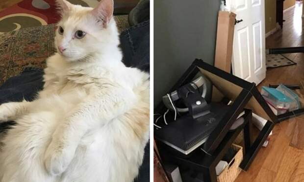 Пользователи сети, ставшие жертвами кошачьей тирании, делятся ужасающими кадрами своей тяжёлой жизни