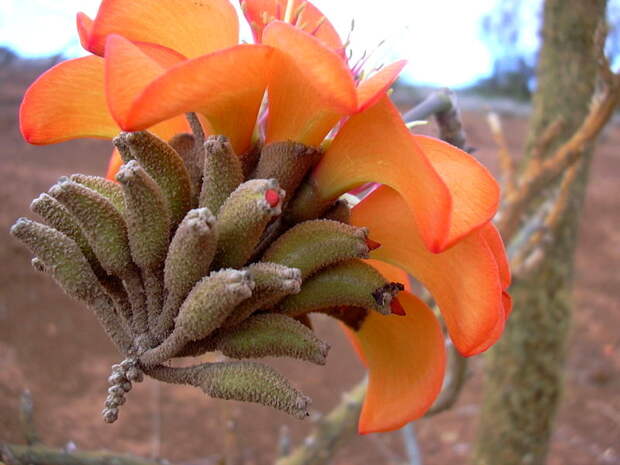 NewPix.ru - Коралловое дерево