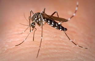 Вирус Зика может спровоцировать нарушения нервной системы у взрослых