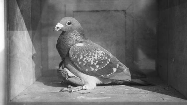 «Никакой мошенник не взломает»: заводчик — о преимуществах голубиной почты