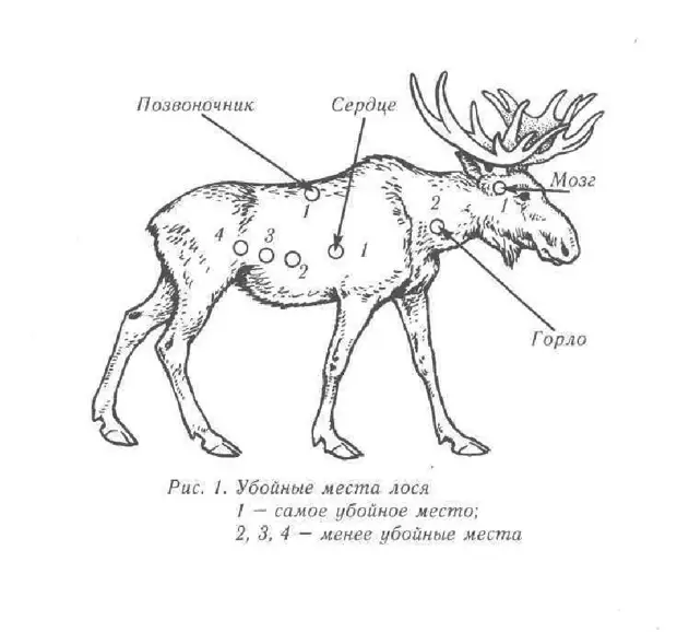 Убойные места лося схема