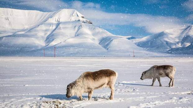 Как живется самым маленьким в мире северным оленям на Шпицбергене  