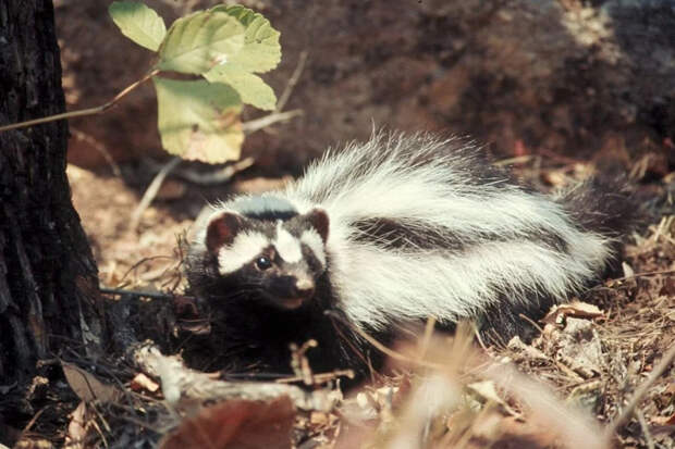 Зорилла — «перцовка» африканской саванны: как крошечный зверек распугивает львов