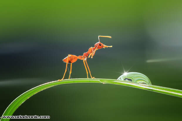 Фотография Water Guard автор Uda Dennie на 500px