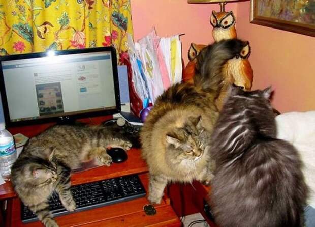 Назойливые коты (43 фото)