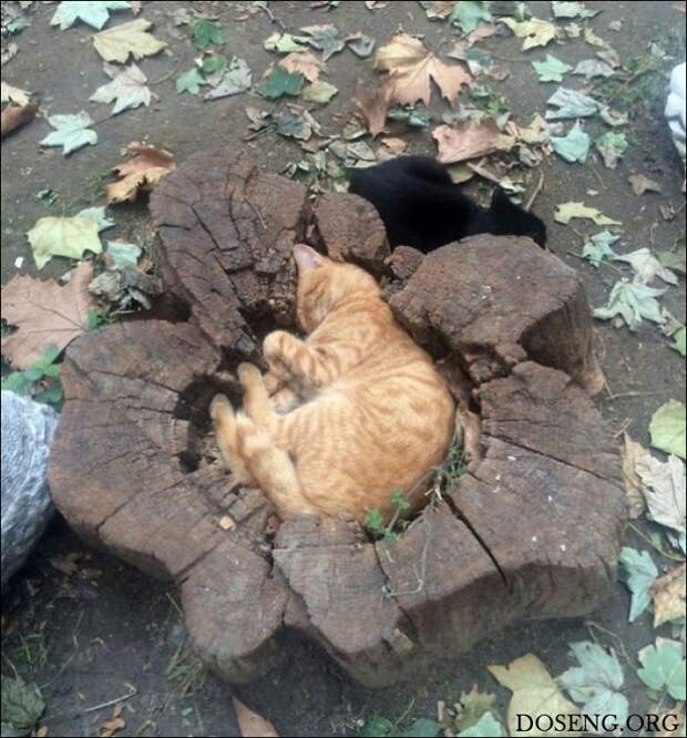 Коты стремятся заполнить собой любую емкость