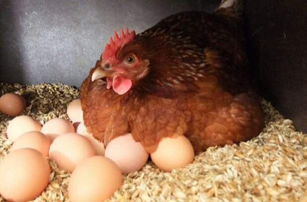 Что появилось раньше курица или яйцо