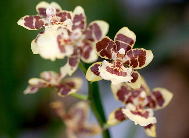 Орхидея, камбрия