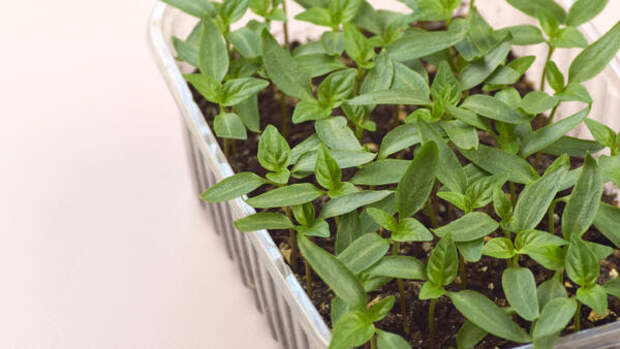 Список лучших однолетников: какие цветы нужно посеять на рассаду в марте