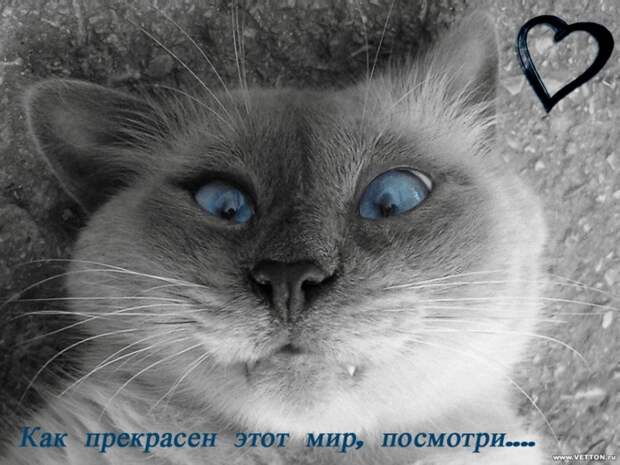 Давайте улыбаться вместе :)