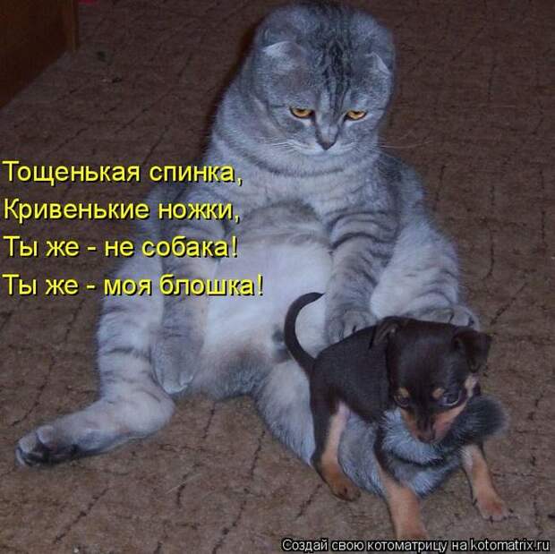 Лучшие котоматрицы недели (50 фото) Лучшие котоматрицы недели (50 фото)
