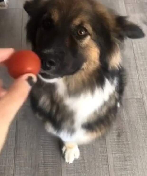 Пес и мячик