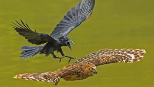 2016-national-geographic-nature-photographer-of-the-year-winners