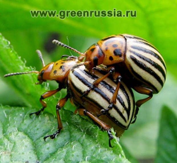 Средства по уходу за растениями