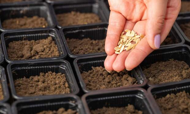 Готовь сани летом, рассаду — зимой: как использовать торфяные таблетки