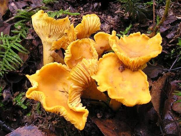 Лисички — грибы, которые едят почти во всех странах