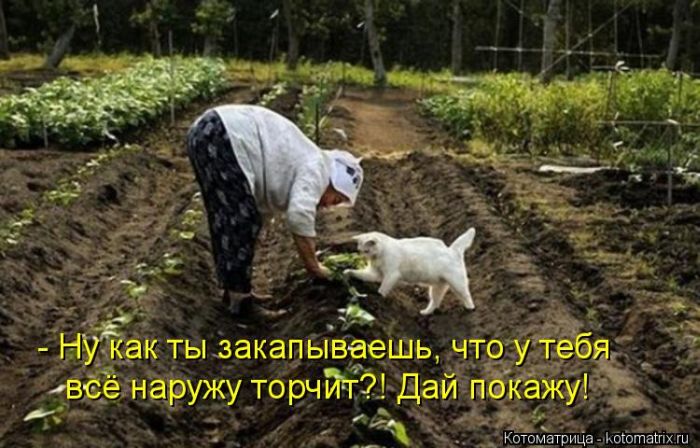 Лучшие котоматрицы недели (50 фото) Лучшие котоматрицы недели (50 фото)