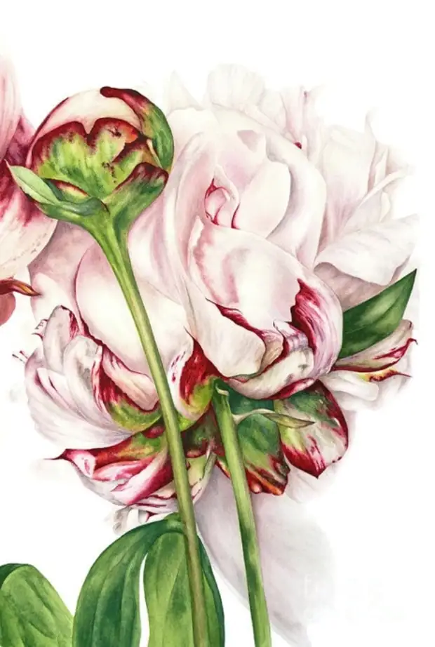 �������� Marie Burke. ��������� ��������