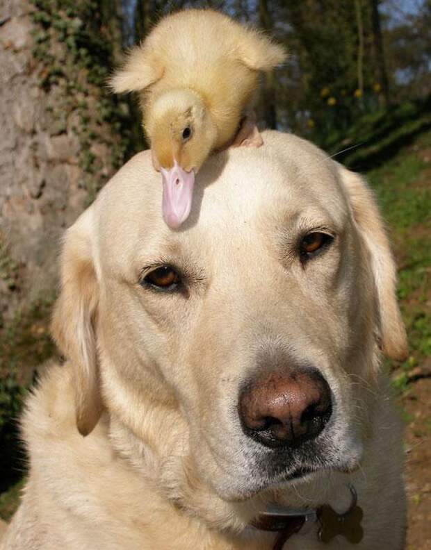 дружба животных собака и утка