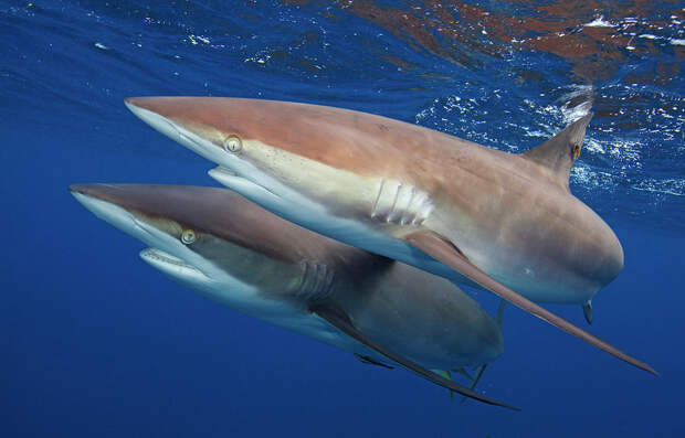 https://images.fineartamerica.com/images/artworkimages/mediumlarge/2/silky-shark-two-swimming-together-caribbean-sea-cuba-claudio-contreras--natureplcom.jpg