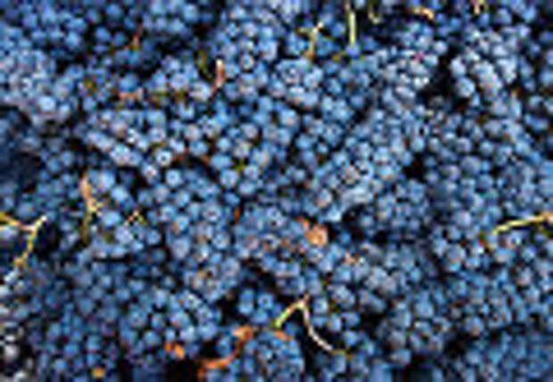 Винодельческое хозяйство &quot;UPPA Winery&quot; в Крыму