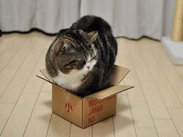 Картинки по запросу Толстый кот и коробка
