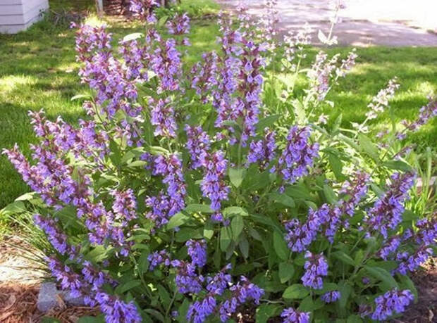 clip_image033