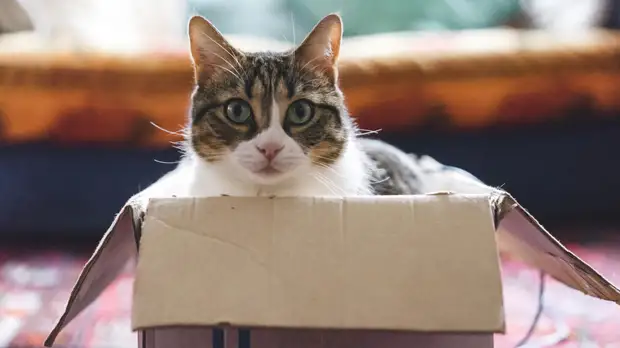 Зоопсихолог Волков рассказал об особенностях своей профессии