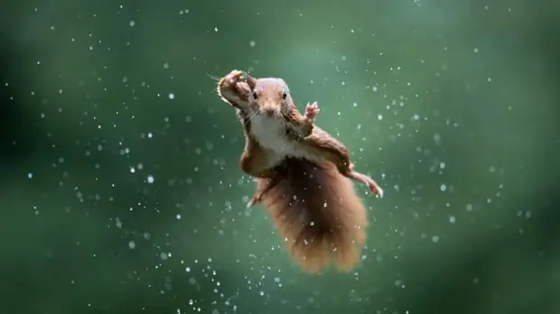 Самый позитивный конкурс по съемке животных Comedy Wildlife Photo Awards объявил победителей и финалистов 2022 года