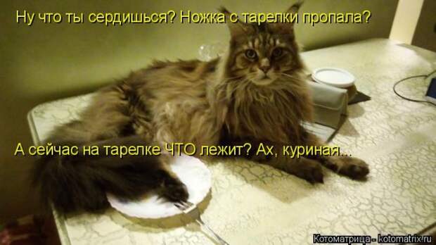Лучшие котоматрицы недели (50 фото)