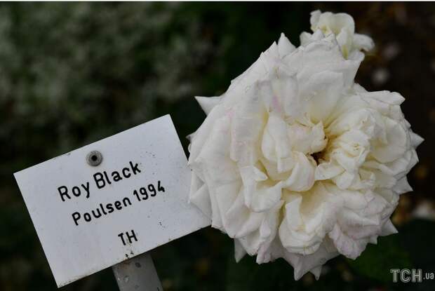 Сорта роз, названые в честь знаменитых личностей