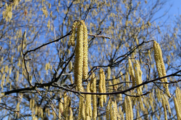Врач Манина: береза и орешник — главные "враги" аллергиков в России