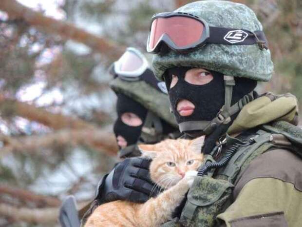 Боевые коты и кошки война, история, котики