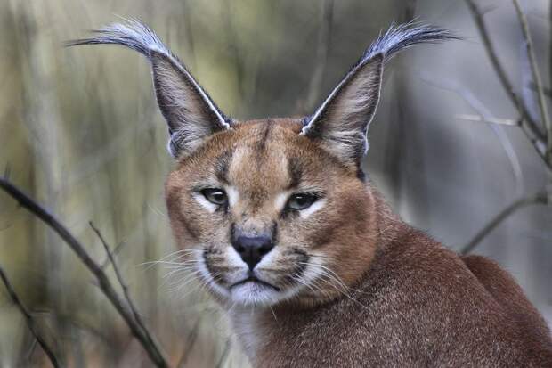 Каракал, или степная рысь (лат. Caracal caracal)