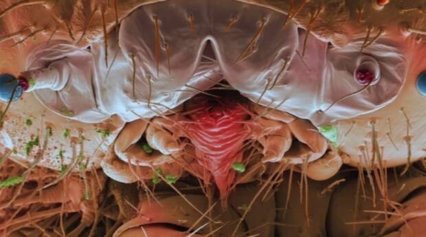 И наконец, рот милой маленькой гусенички при достаточном увеличении... в мире животных, зубы, фото