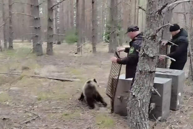 Медвежат Клепу и Кристину вернули в дикую природу на родине