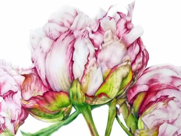 �������� Marie Burke. ��������� ��������